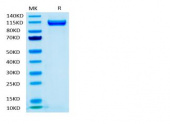 Biotinylated Recombinant Human Siglec-2/CD22 Protein (RP02496)