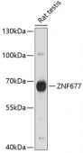 ZNF677 Rabbit pAb (A14981)