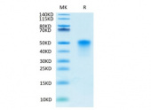 Recombinant Human TNFRSF4/OX40/CD134 Protein (RP02465)