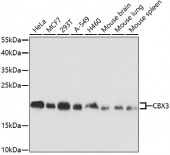 [One Step]CBX3 Antibody Kit (RK05631)