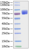 Active Recombinant Mouse B7-1/CD80 Protein (RP01233)
