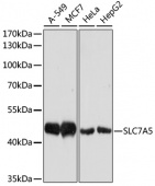 [One Step]SLC7A5 Antibody Kit (RK05709)