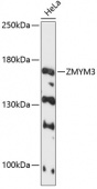 ZMYM3 Rabbit pAb (A12990)