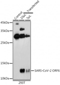 SARS-CoV-2 ORF6 Rabbit pAb (A20324)