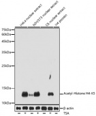 Acetyl-Histone H4-K5 Rabbit pAb (A20397)