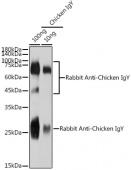 Rabbit Anti-Chicken IgY (H+L) (AS082)