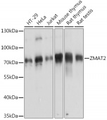 ZMAT2 Rabbit pAb (A14456)