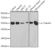 α-Tubulin Rabbit pAb (AC014)