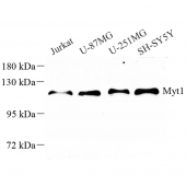 OAnti -Myt1 Rabbit pAb