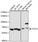 [One Step]TCF12 Antibody Kit (RK05714)