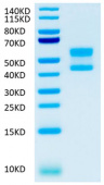 Recombinant Cynomolgus CD3E&CD3D Heterodimer Protein (RP02061)