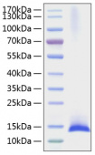 Recombinant Mouse IL-17F Protein (RP01147)