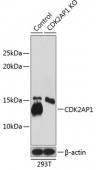 [KO Validated] CDK2AP1 Rabbit pAb (A19985)