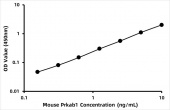 Mouse AMPK subunit beta-1 (AMPKβ1/Prkab1)  ELISA Kit (RK08550)