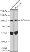 β-Catenin Rabbit pAb (A11932)