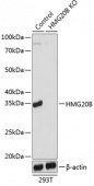 [KO Validated] HMG20B Rabbit pAb (A19951)