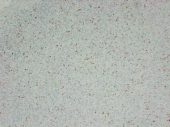 GB14102 Anti -Ki67 Mouse mAb