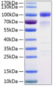Active Recombinant Human SIRP-alpha/CD172a Protein (RP00171)