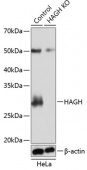[KO Validated] HAGH Rabbit pAb (A19915)