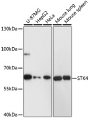 [One Step]STK4 Antibody Kit (RK05712)