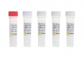 Taq DNA Polymerase (Mg2+ Plus Buffer) (RK20600)