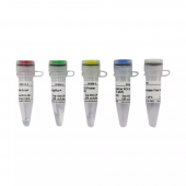 MiRNA First Strand CDNA Synthesis Kit Tailing Method Reverse Transcription Nucleic Acid Amplification Reagent