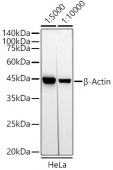 HRP-conjugated  Mouse Anti-Rabbit IgG (H+L) (AS079)