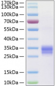 Active Recombinant Human TNFSF11/RANKL/CD254 Protein (RP00183)