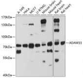 ADAM33 Rabbit pAb (A8265)