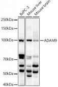 ADAM9 Rabbit pAb (A5388)