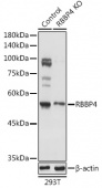 [KO Validated] RBBP4 Rabbit pAb (A13934)