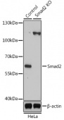 [KO Validated] Smad2 Rabbit pAb (A7699)