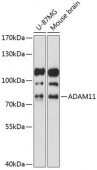 ADAM11 Rabbit pAb (A14249)