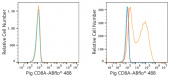 ABflo® 488 Rabbit anti-Pig CD8A mAb (A23010)