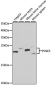 [KO Validated] POLE3 Rabbit pAb (A6469)