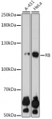 [KO Validated] RB Rabbit pAb (A0003)