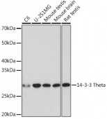14-3-3 Theta Rabbit mAb (A8936)