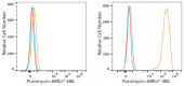 ABflo® 488 Rabbit anti-Puromycin mAb (A23130)