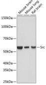 [KO Validated] Src Rabbit mAb (A19119)