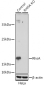 [KO Validated] RhoA Rabbit pAb (A15641)