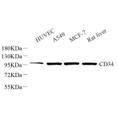 Anti -CD34 Rabbit pAb