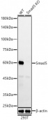[KO Validated] Smad5 Rabbit mAb (A22749)