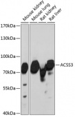 ACSS3 Rabbit pAb (A13781)