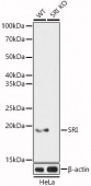 [KO Validated] SRI Rabbit pAb (A6751)