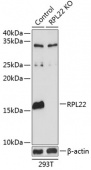 [KO Validated] RPL22 Rabbit pAb (A19866)