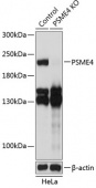 [KO Validated] PSME4 Rabbit pAb (A19873)