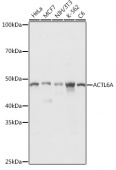 ACTL6A Rabbit pAb (A5387)