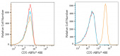 ABflo® 488 Rabbit anti-Human CD5 mAb (A22185)