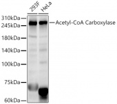 Acetyl-CoA Carboxylase Rabbit pAb (A23986)