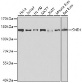 [KO Validated] SND1 Rabbit pAb (A5874)